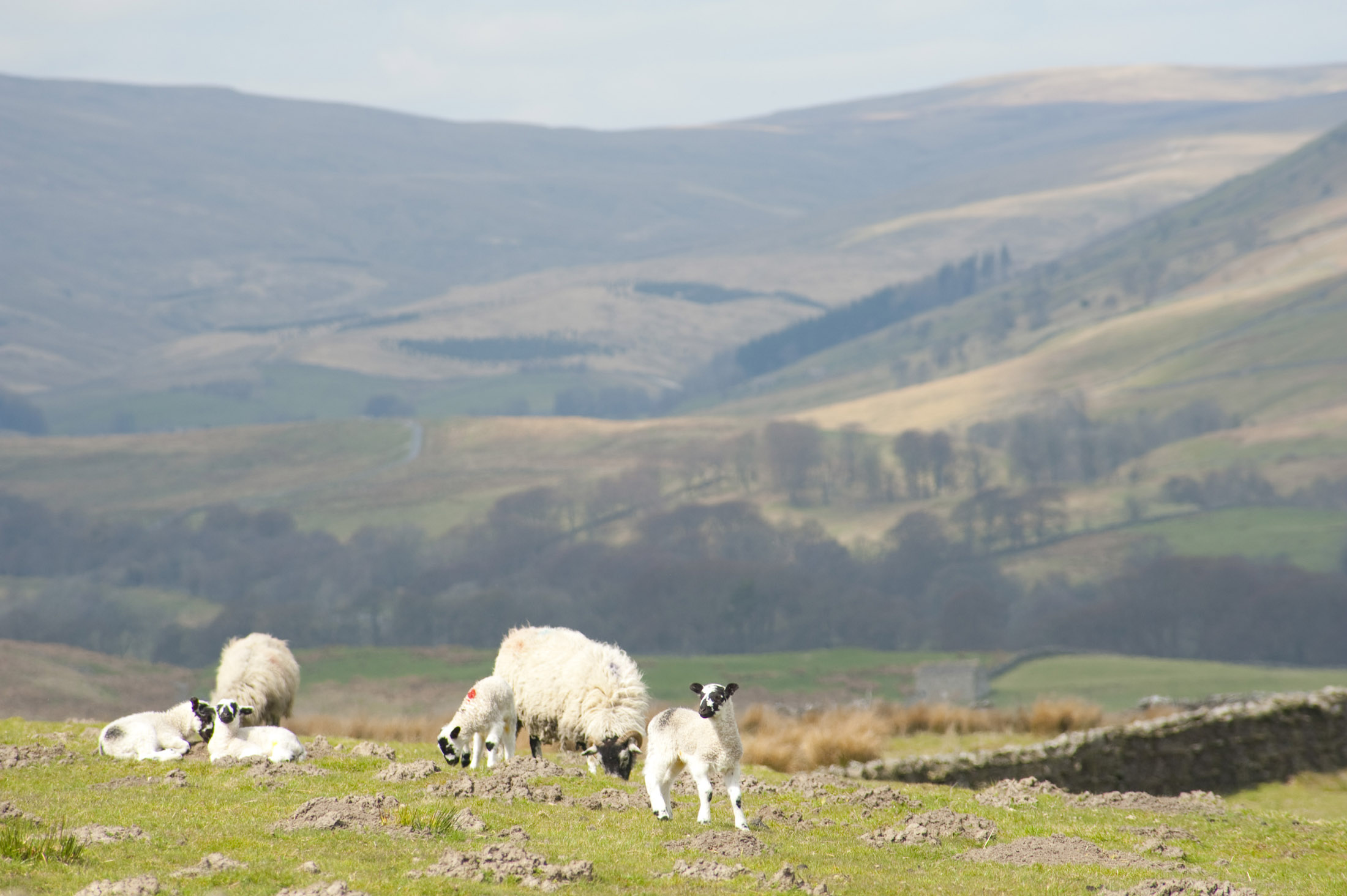 an image of spring lambs in the yorkshire dales