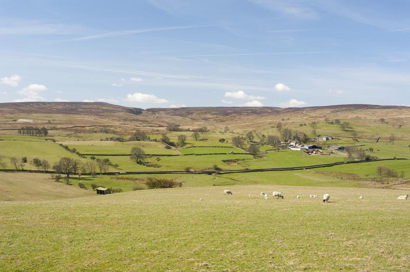 sheep grazing rolling pastures in the yorkshire dales national park