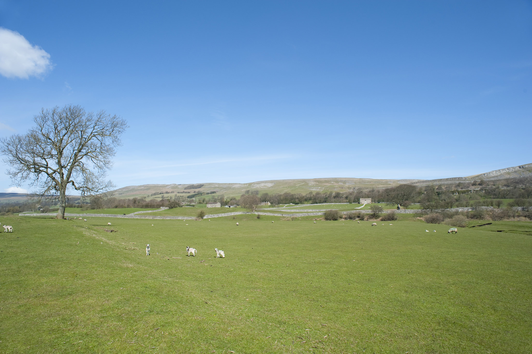 an image of scenic view of lambs and sheep in a wensleydale field, yorkshire dales national park