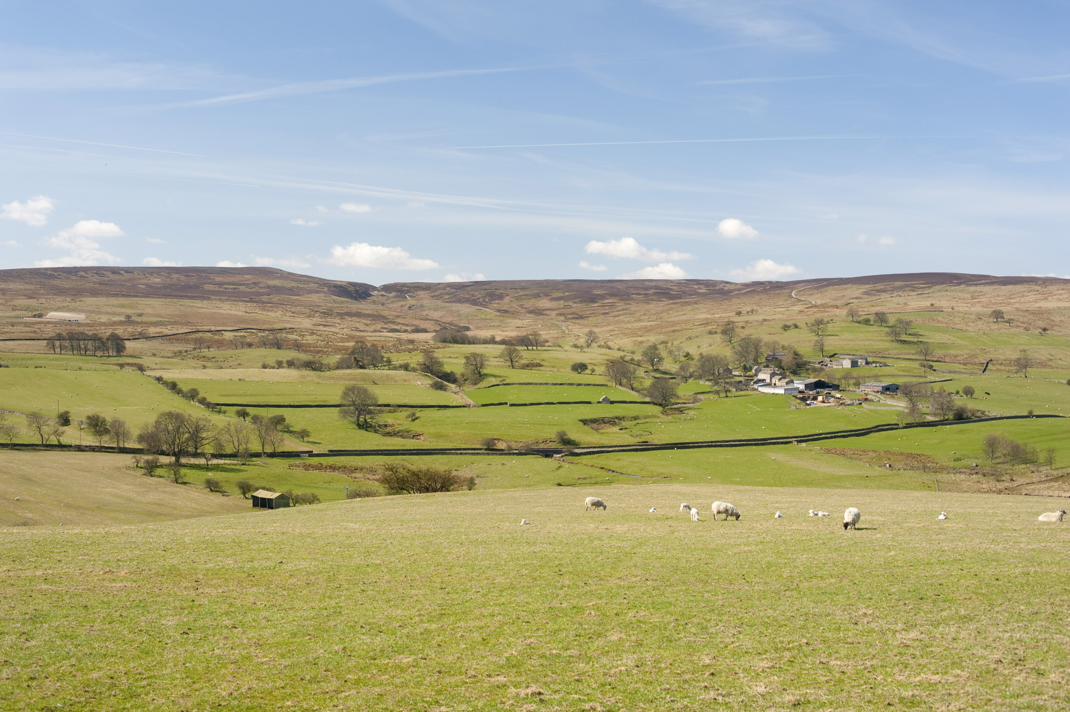 an image of sheep grazing rolling pastures in the yorkshire dales national park