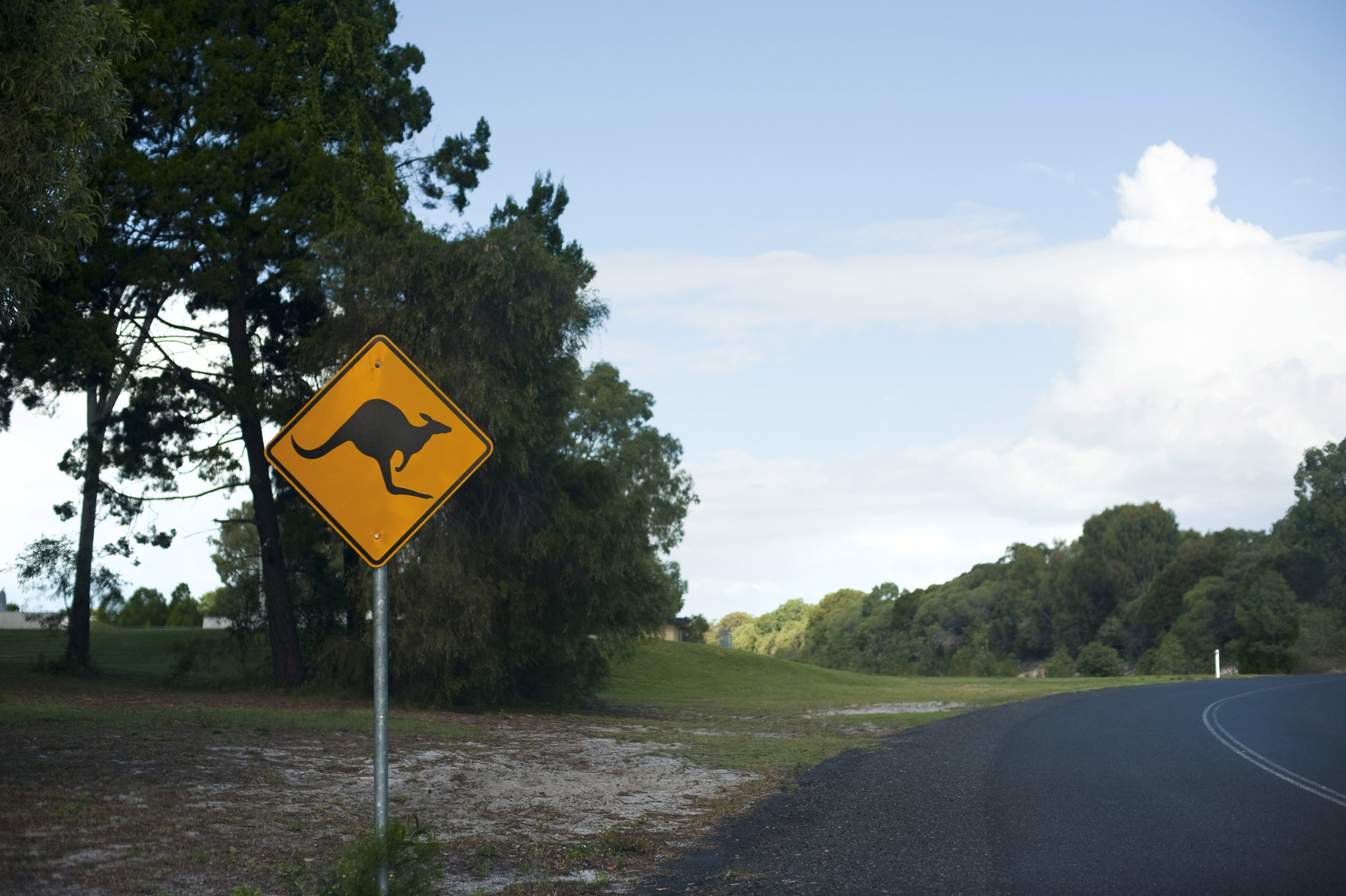 an image of Kangaroo warning yellow sign on the left side of curved country road against green trees and cloudy sky