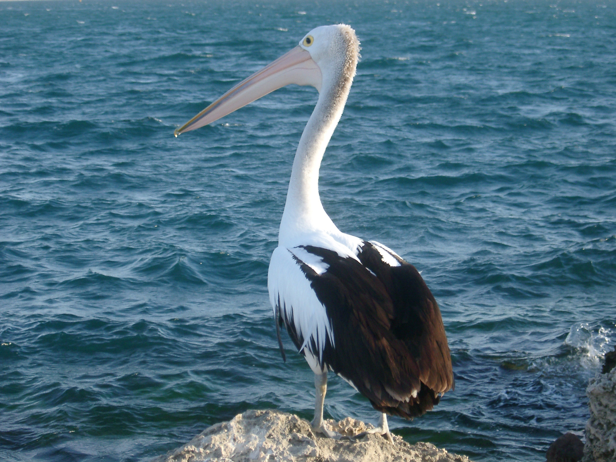 an image of Close up Pelican Animal Standing on Sea Rock at West Australia on Blue Sea Water Background.