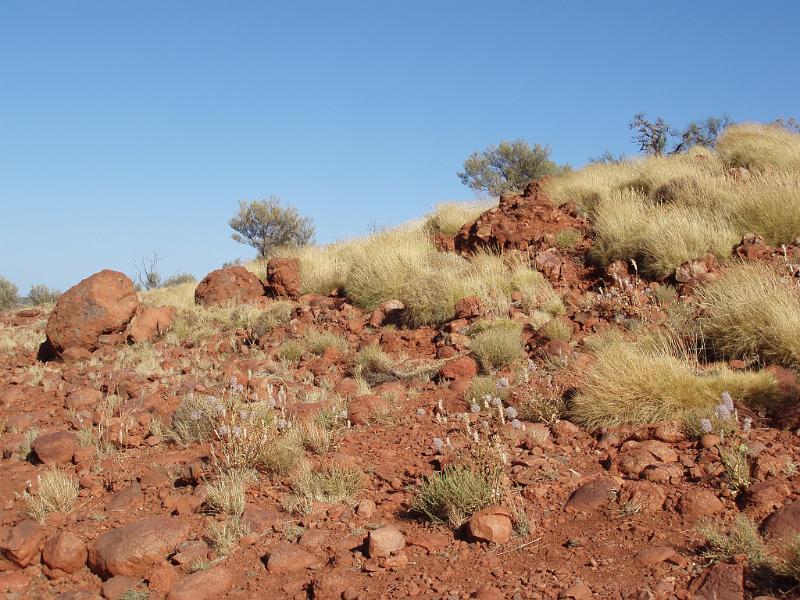 Small Grasses on Rocky Red Brown Land in Australia on Light Blue Sky Background.