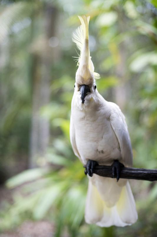Front view of cockatoo perching on tree branch