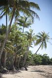 Palm trees at Mission Beach, Queensland, Australia with its deserted golden sand perfect for a tropical holiday or vacation