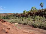 Tall Trees and Green Grasses at Beautiful Palm Valley on Light Blue Sky Background.