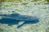 Reef shark in shallow sunlit water with reflections casting a shadow on the sandy ocean bottom viewed from above