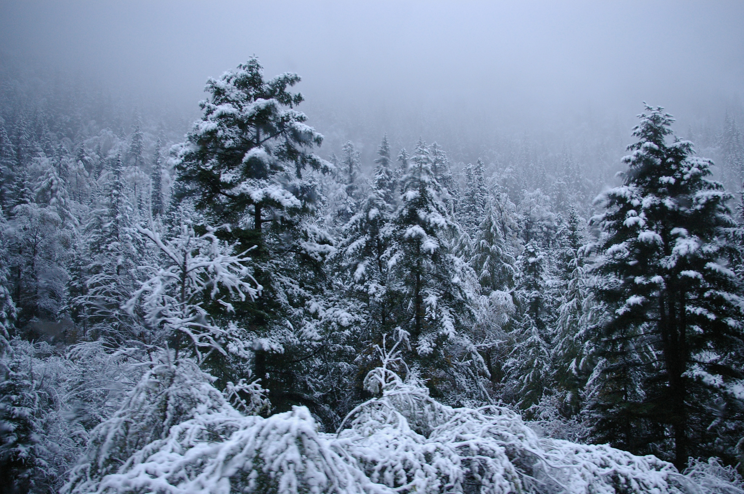 an image of Scenic view of a forest of snow covered trees on a cold grey winter day for a weather or nature background