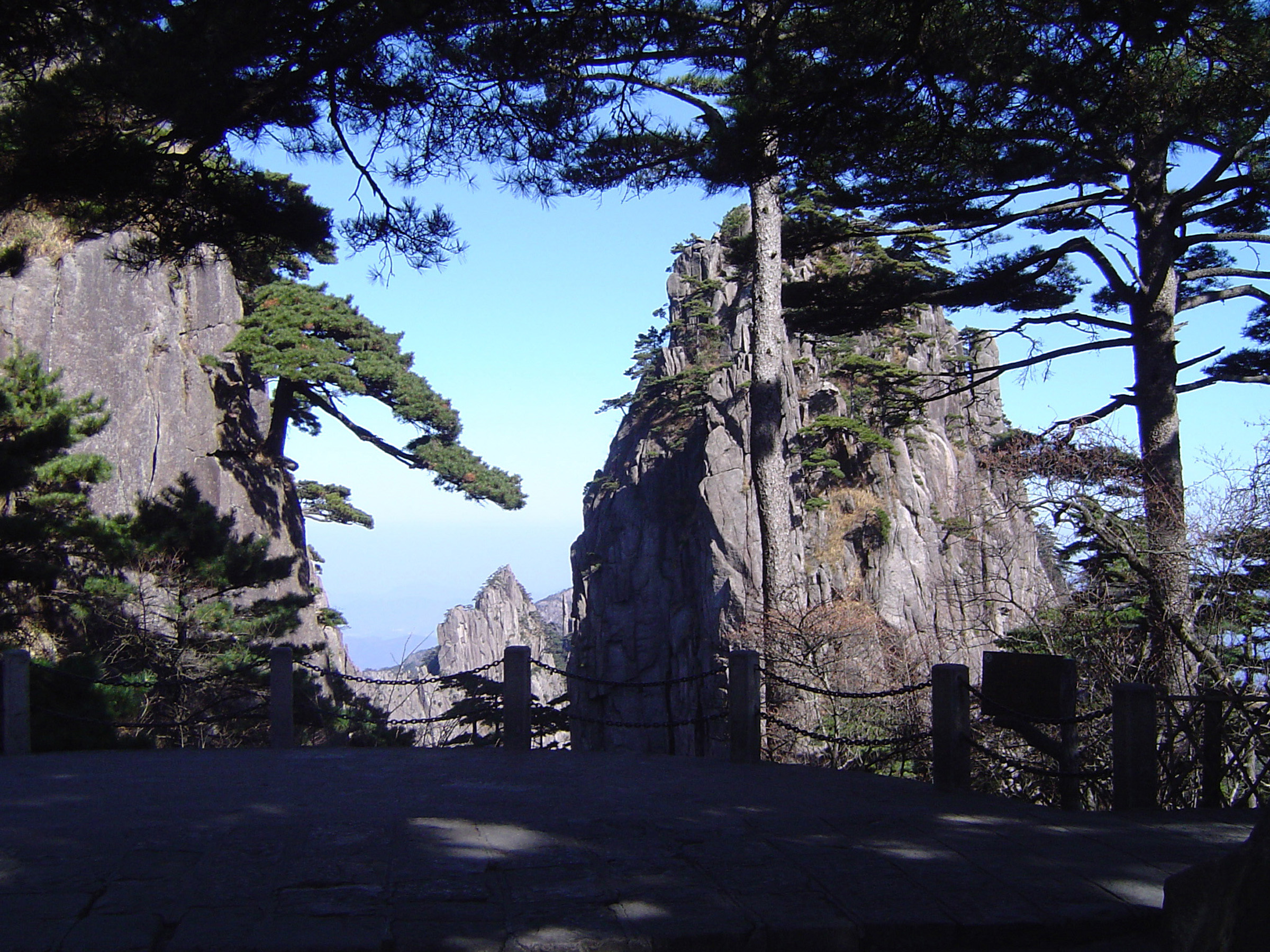 an image of Pine trees in the Yellow Mountains, or Huangshan mountain range, in China with outcrops of towering rock in a scenic landscape