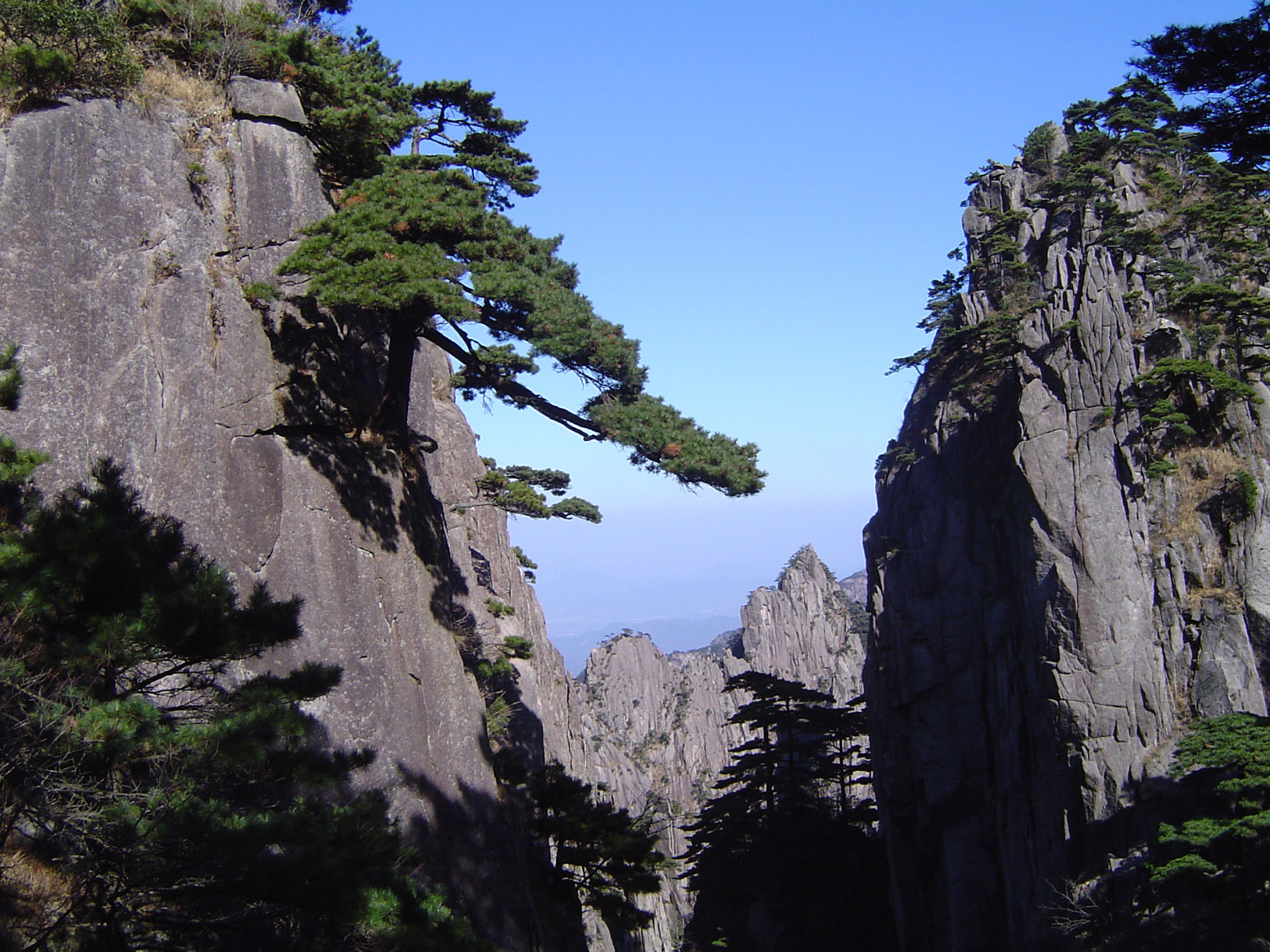 an image of Green Welcome Trees growing in the Yellow Mountains, an Attraction in Shanghai, China