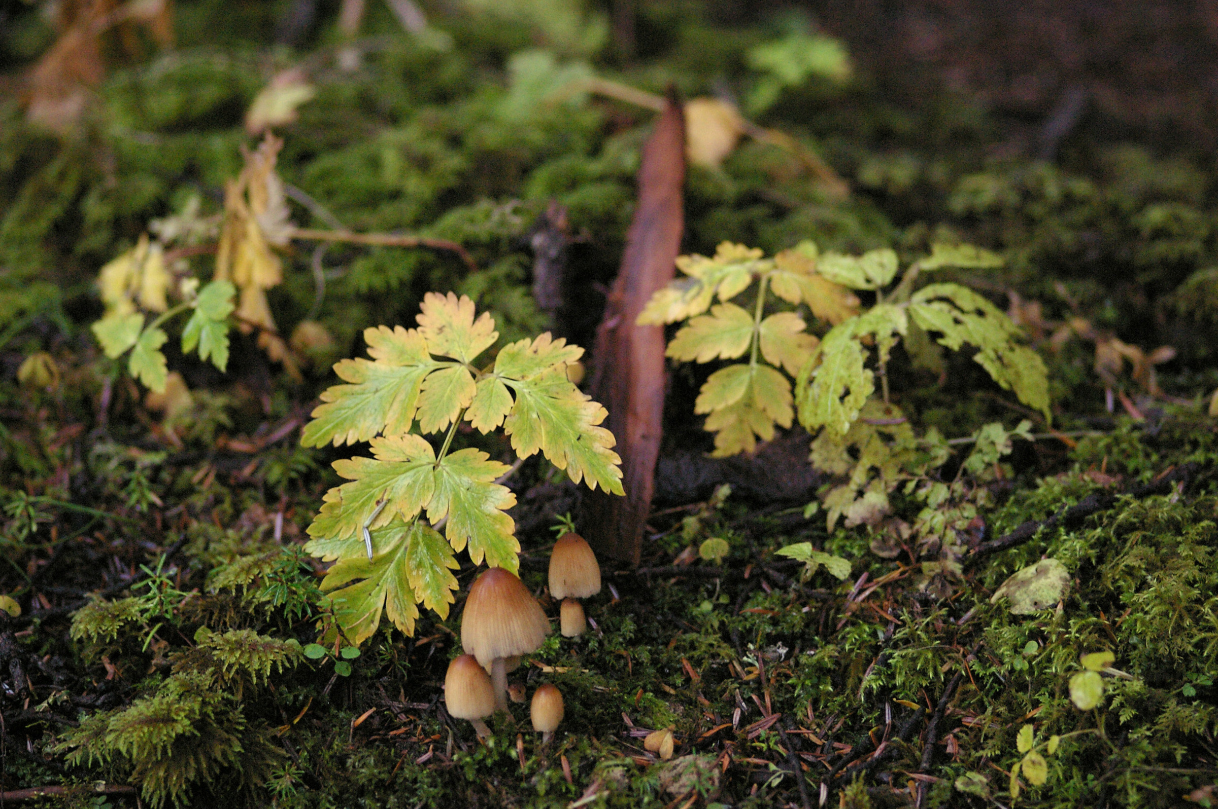 an image of Close up Growing Mushrooms Fungus on Grassy Land at the Garden Located in China.
