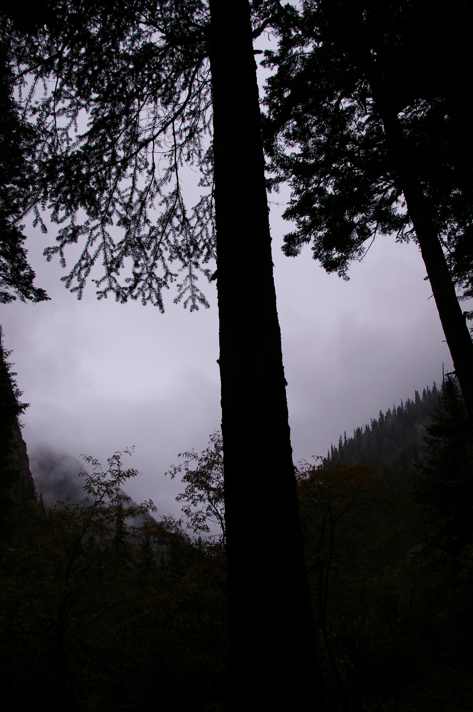 an image of Natural View - Silhouette of Tall Trees on Grassland During Misty Day in China.