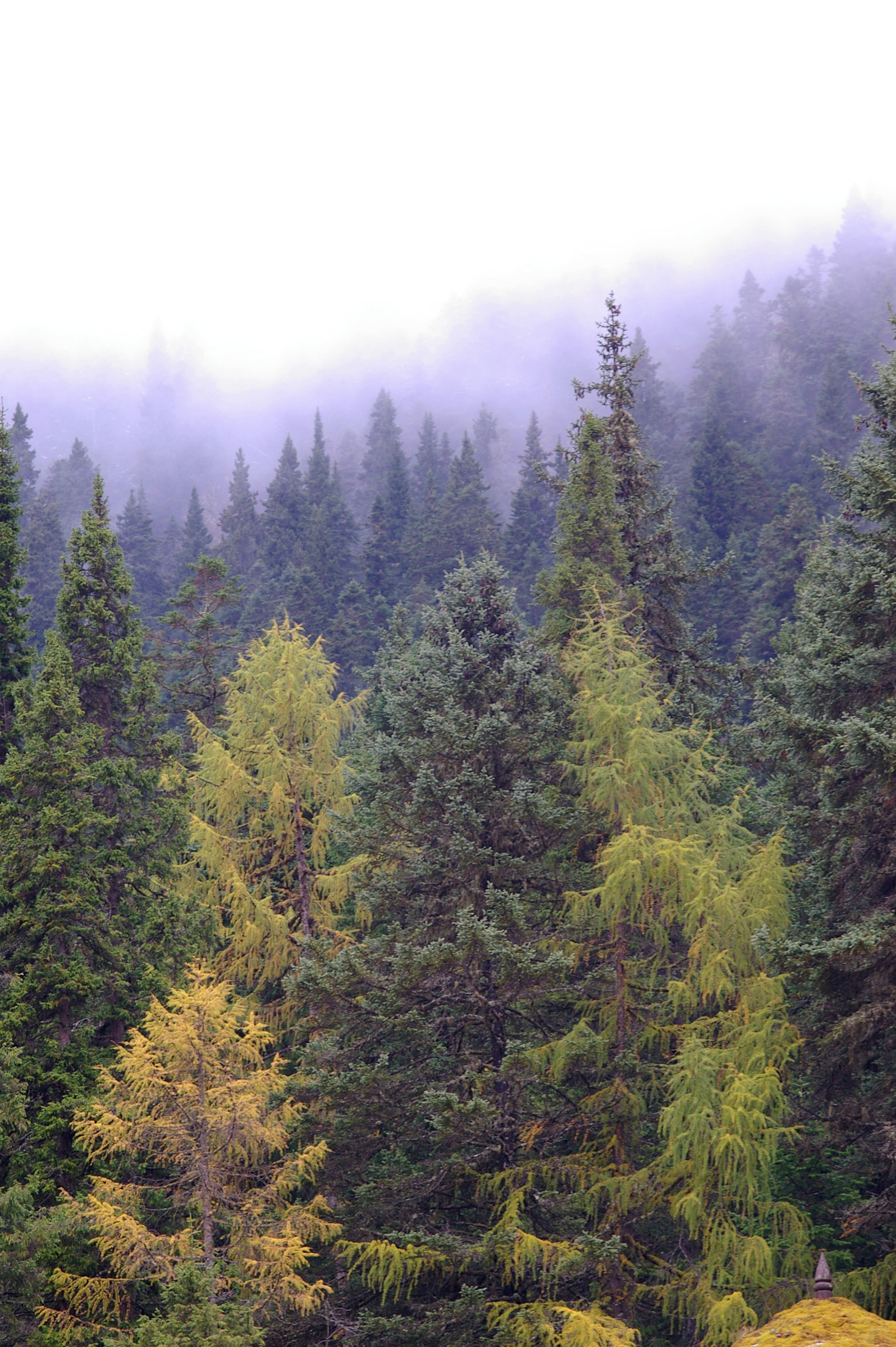 an image of Forest of pine trees growing high on a mountain slope in the mist for a scenic atmospheric background