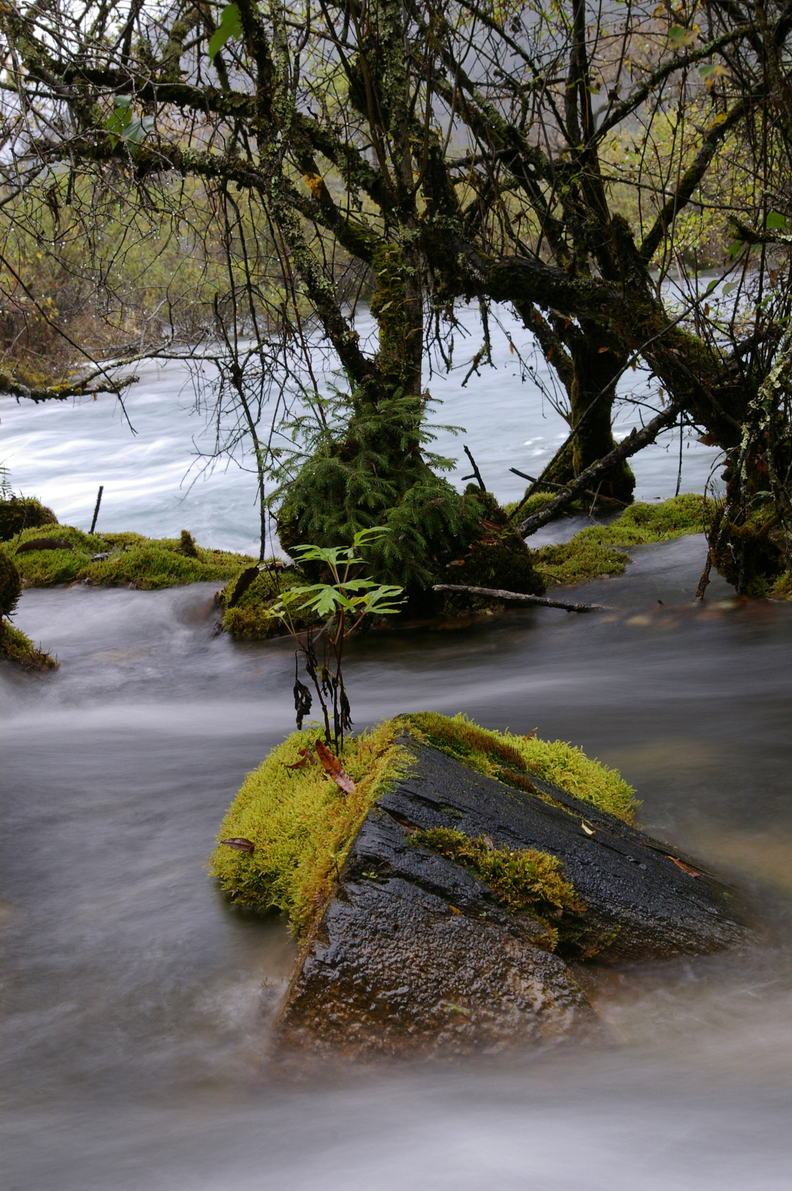 an image of Verdant green river moss growing on a rock protruding above the flow of the water under gnarled branched trees