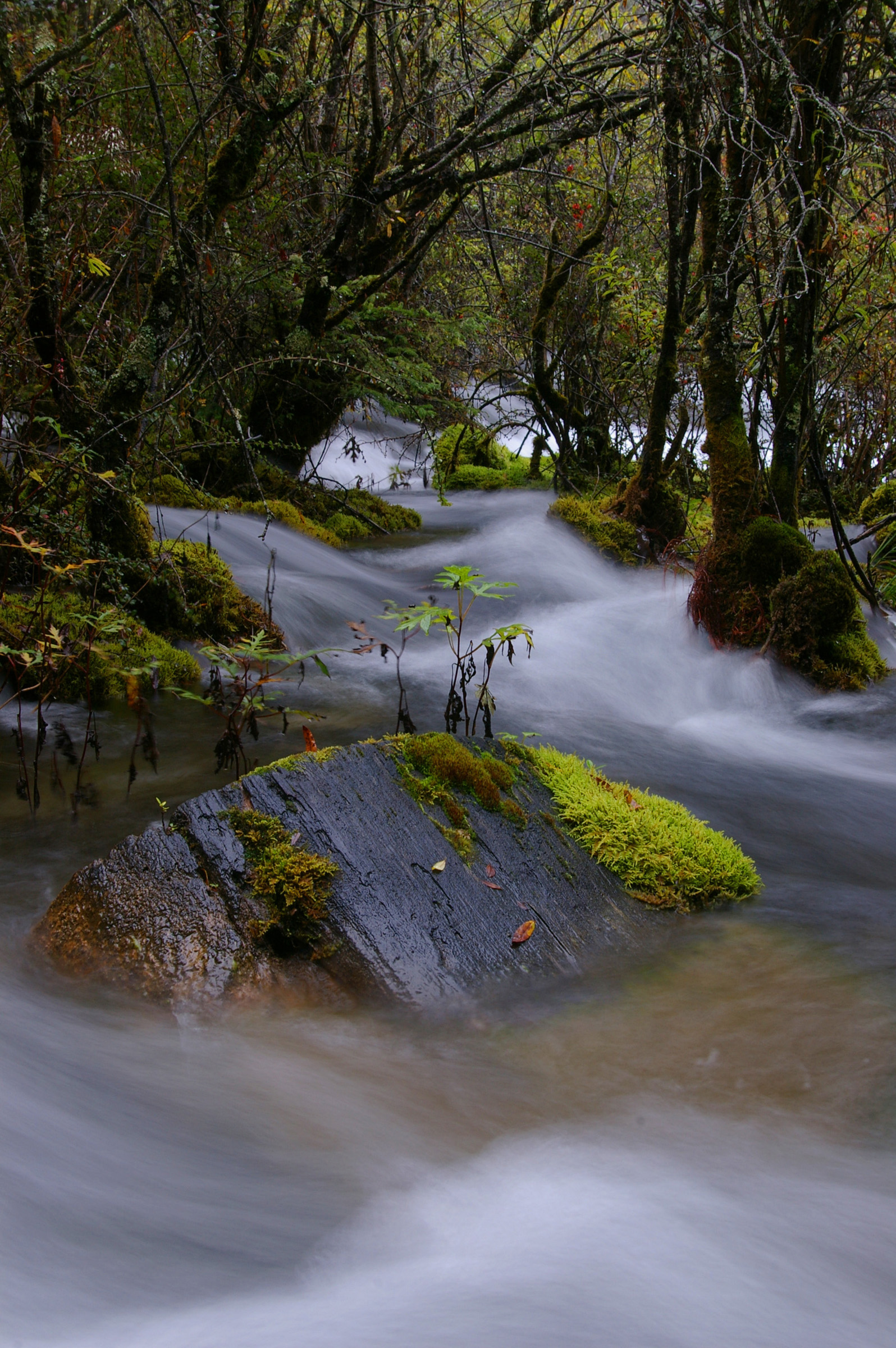 an image of Long exposure of a mossy stream flowing over rocks in a woodland landscape showing the scenic natural beauty of the environment
