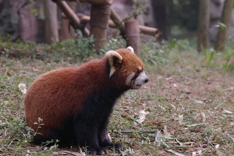 China Animal Wildlife - Grassy Zoo