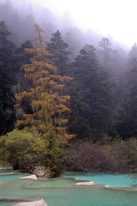 Geothermal pools in a forest in China with mineral rich water crystallizing into aggregate shapes and forms on a misty day