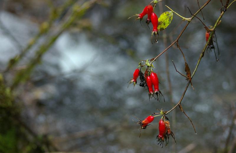 Close up Healthy Red Rose Hip Fruits of Rosa Rugosa Plant in China. Can be Used for Medicine.
