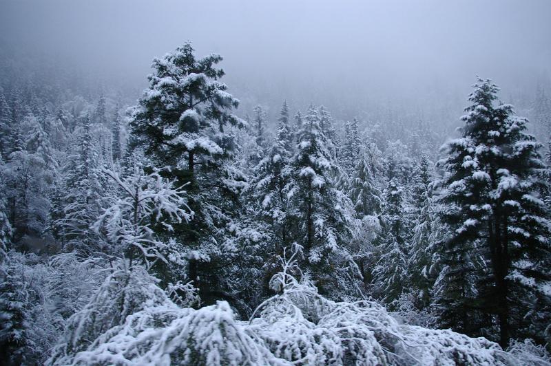 Scenic view of a forest of snow covered trees on a cold grey winter day for a weather or nature background