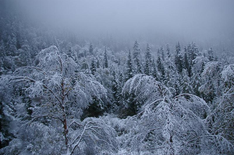 Aerial View of Various Trees Filled with Snow During Winter Holiday Season