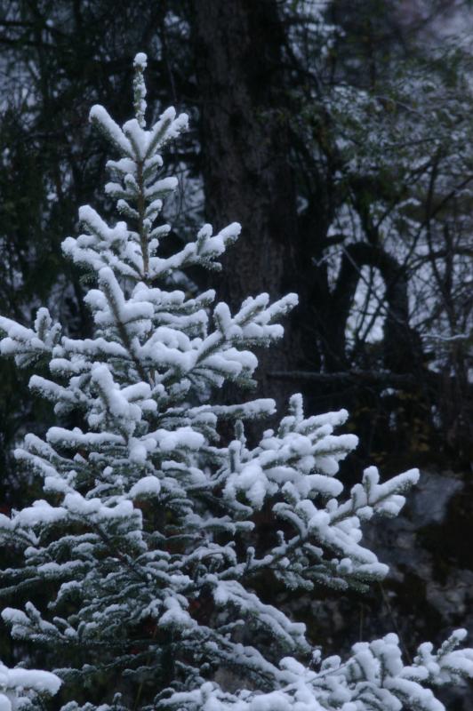 Close up Christmas Tree Field Covered with Snow During Winter Season.