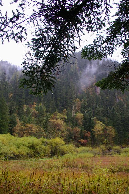 Natural Fresh Beauty with Green Trees, Plants and Grasses on a Misty Day in China.