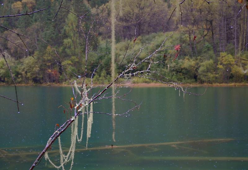 Serenity at Blue Green Lake with Green Plants and Trees on Side, Located in China