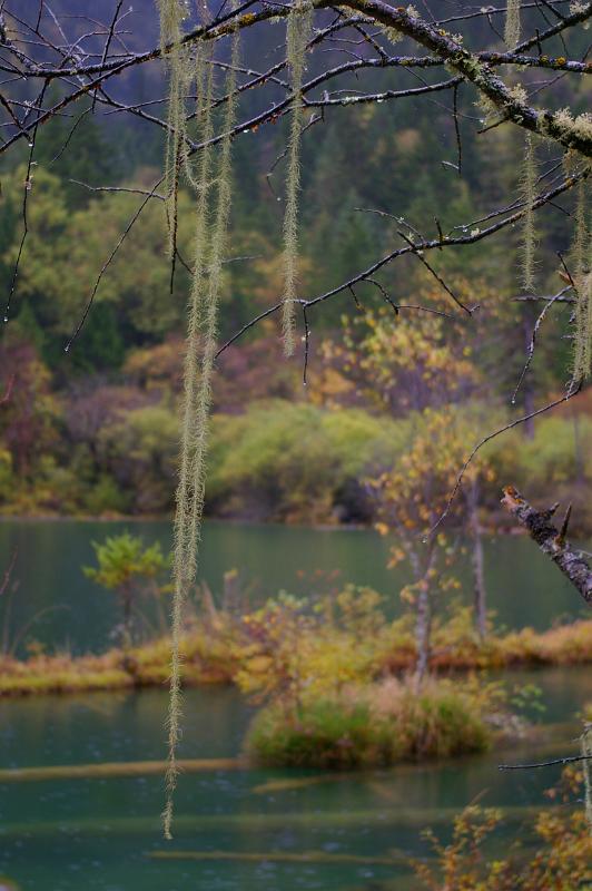 Lichens hanging from a tree branch above a tranquil mountain lake in dense woodland