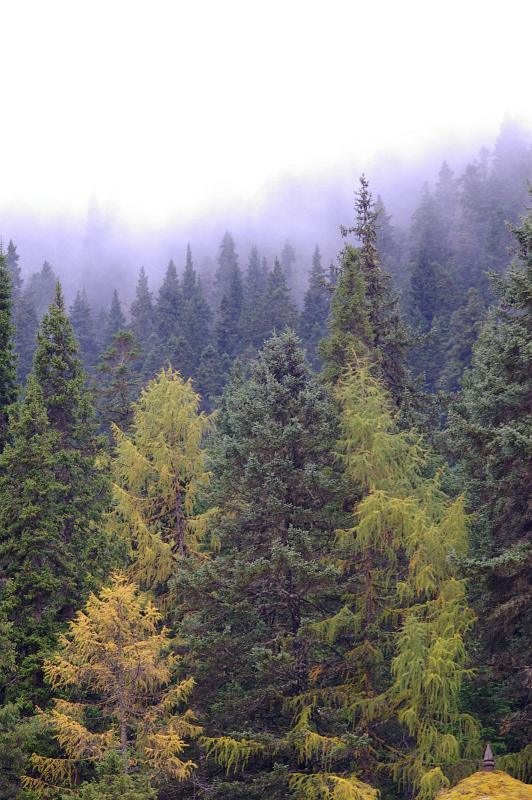 Forest of pine trees growing high on a mountain slope in the mist for a scenic atmospheric background