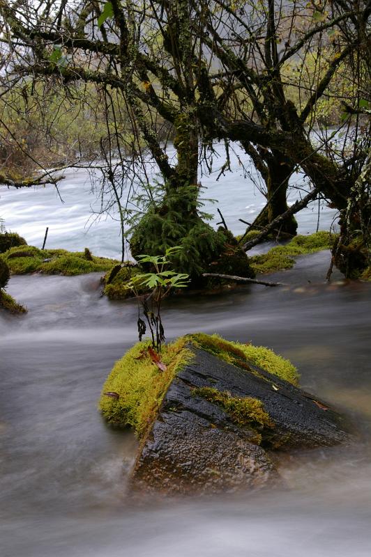 Verdant green river moss growing on a rock protruding above the flow of the water under gnarled branched trees