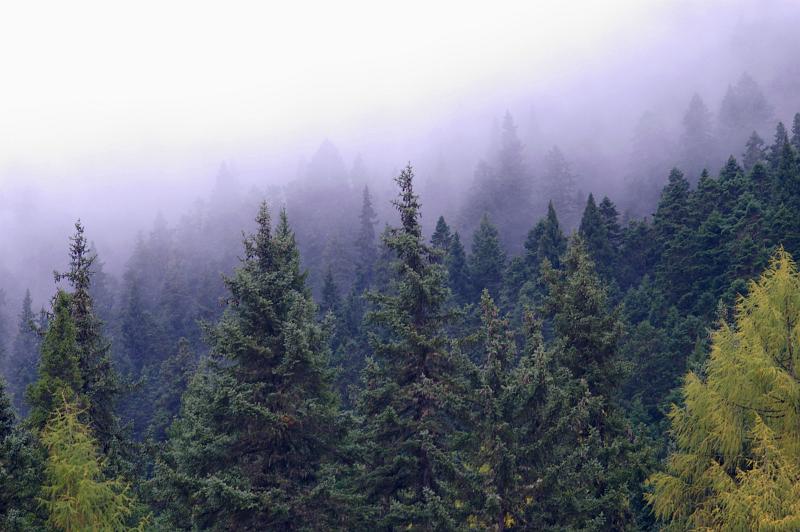 Beautiful Natural View of Various Tall Green Trees on a Misty Day in China.