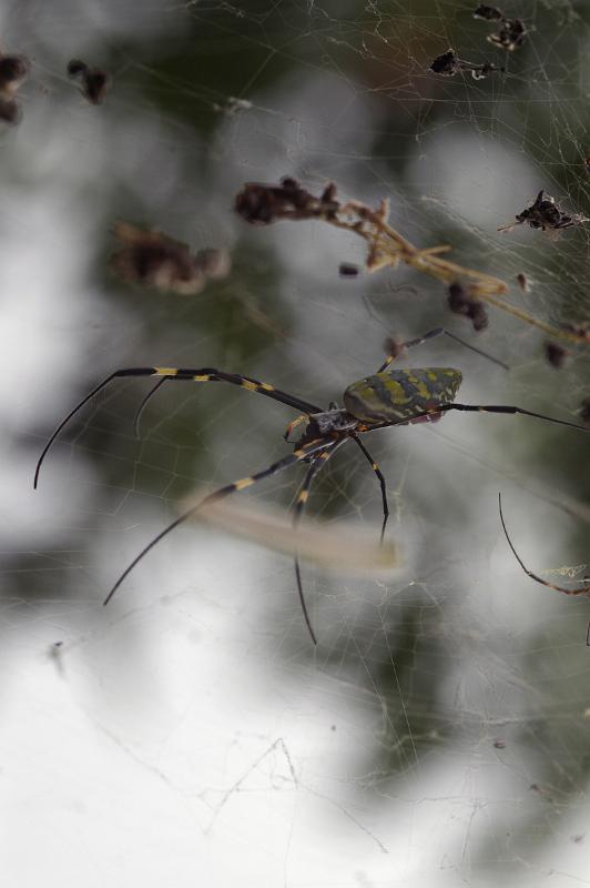 Close up Creepy Spider Insect Resting on its Web. Captured Outdoor.