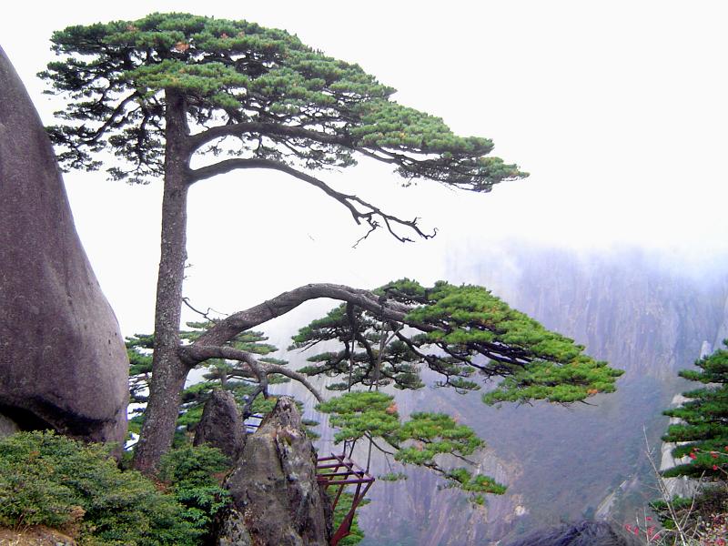 Close up Ying Ke Pine Trees, known as Welcome Pine Trees at Yellow Mountains in China.