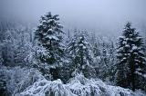 Scenic view of a forest of snow covered trees on a cold grey winter day for a weather or nature background