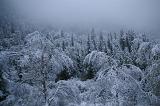 Aerial View of Various Trees Filled with Snow During Winter Holiday Season