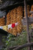 Sweetcorn hanging drying in large bundles for food with a line of washing under an open-air roof on a farm