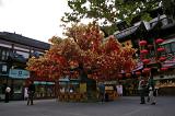 Tourists at Beautiful Lucky Tree in Front Architectural Chinese Buildings
