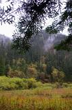 Natural Fresh Beauty with Green Trees, Plants and Grasses on a Misty Day in China.