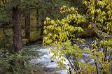 Beautiful Natural River Surrounded by Green Plants, Trees and Grasses.