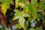 Close up Fresh Look Wet Green Plant Leaves at the Forest Located in China