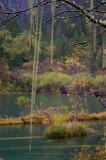 Lichens hanging from a tree branch above a tranquil mountain lake in dense woodland