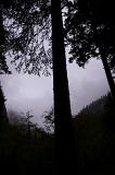 Natural View - Silhouette of Tall Trees on Grassland During Misty Day in China.