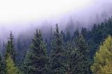 Beautiful Natural View of Various Tall Green Trees on a Misty Day in China.