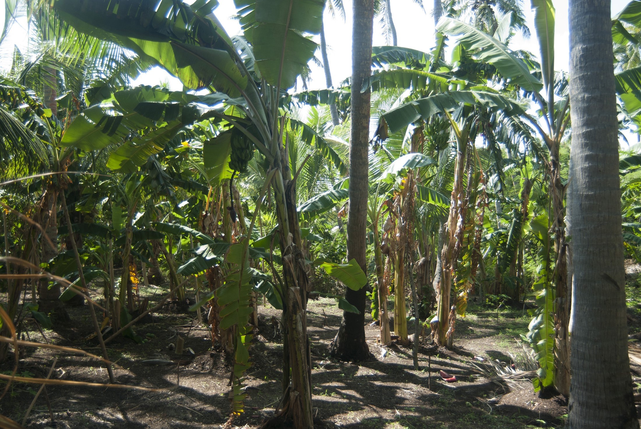 an image of Banana palm plantation in Fiji cultivating fresh fruit on a farm for the global market