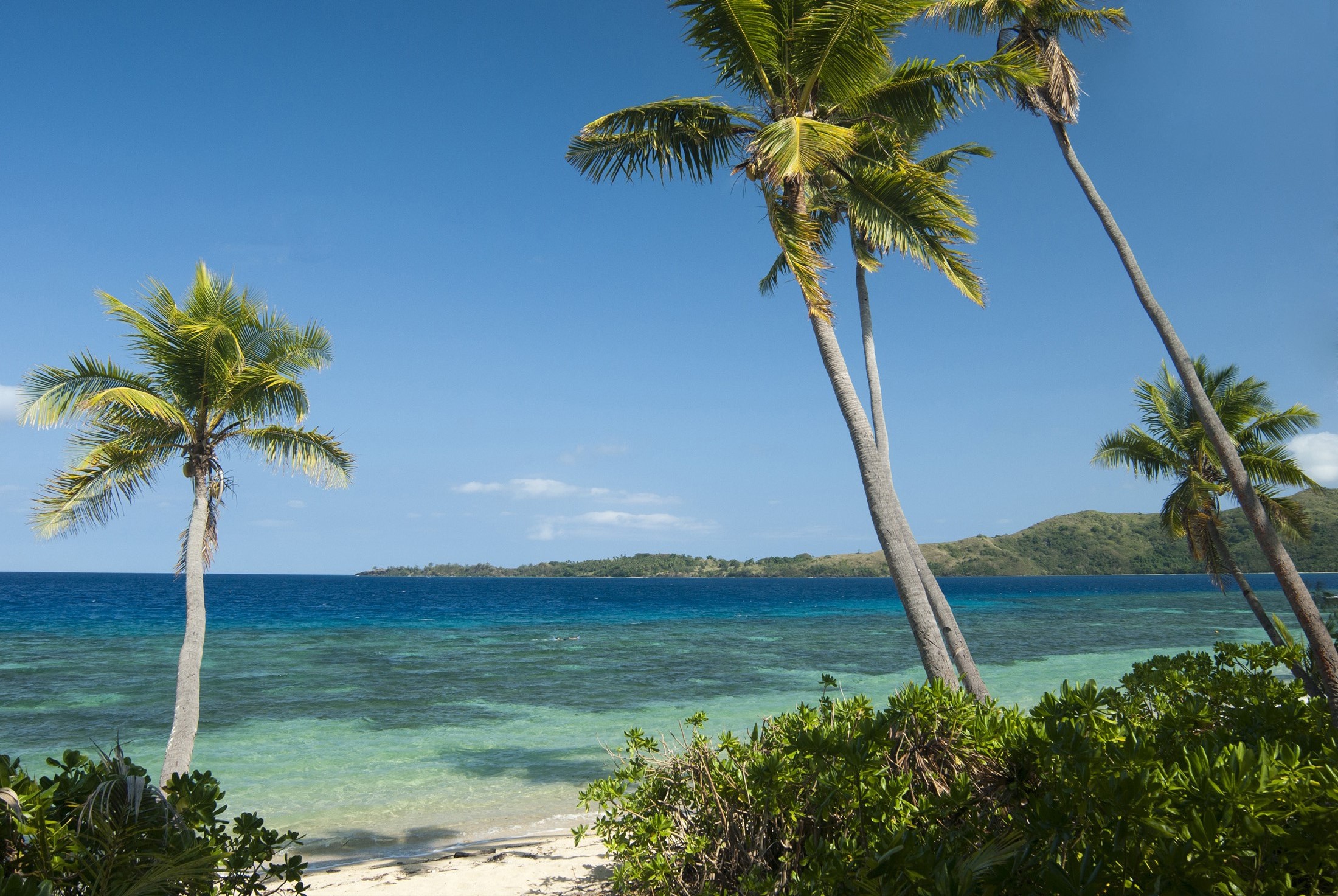an image of Beautiful tropical beach background with waving palm trees against a clear blue ocean