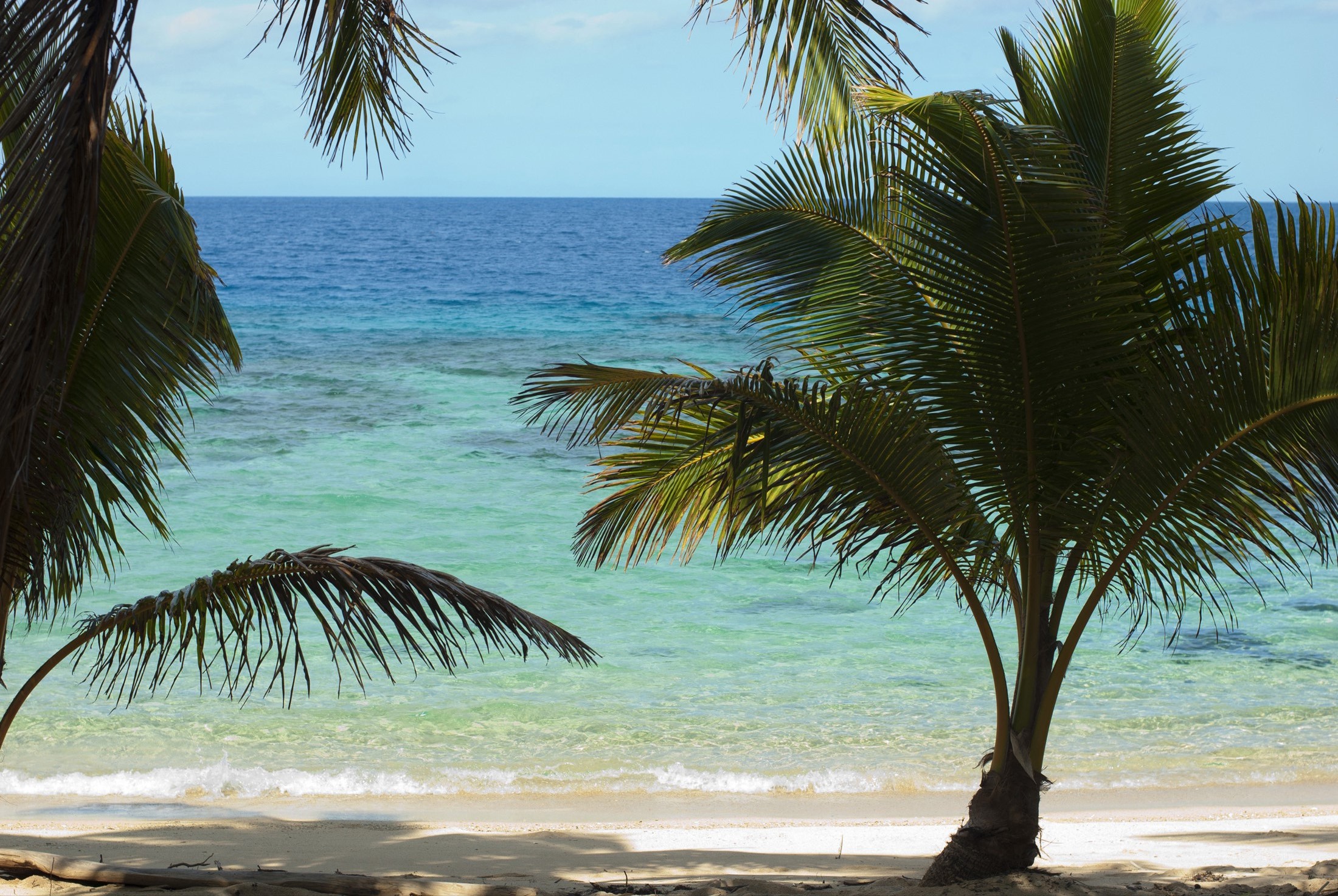 an image of Idyllic travel and vacation background of a sparkling clear blue ocean lapping on a sandy beach and palm trees