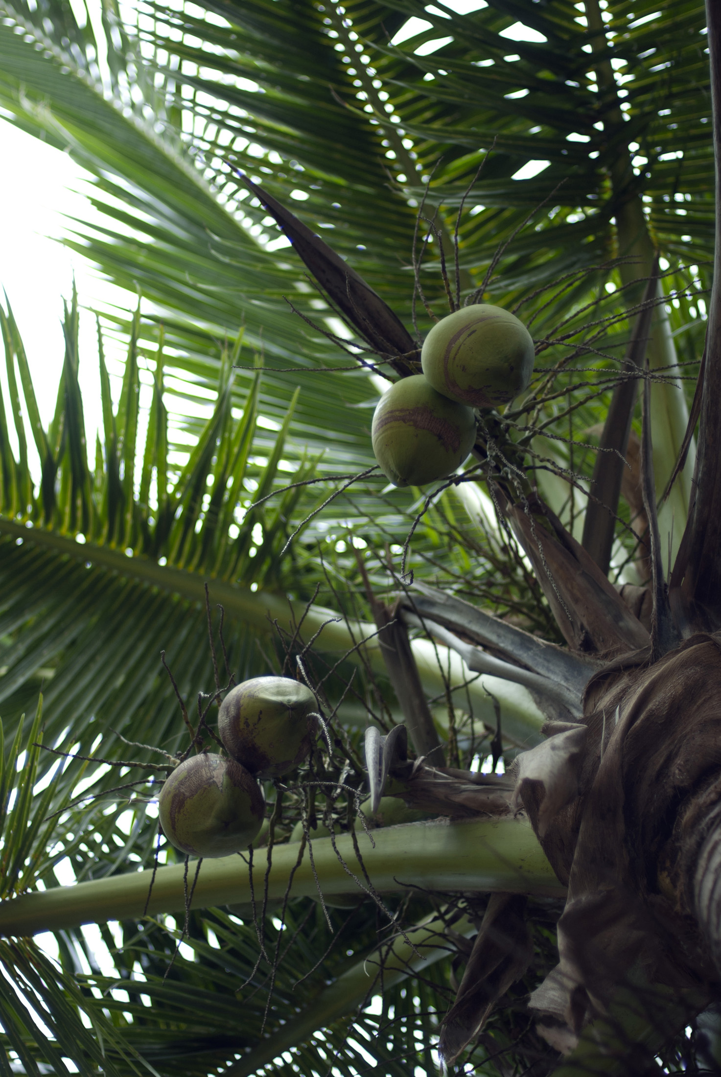 an image of Low angle view looking straight up the trunk at ripening coconuts in a palm tree, symbolic of tropical travel and vacations
