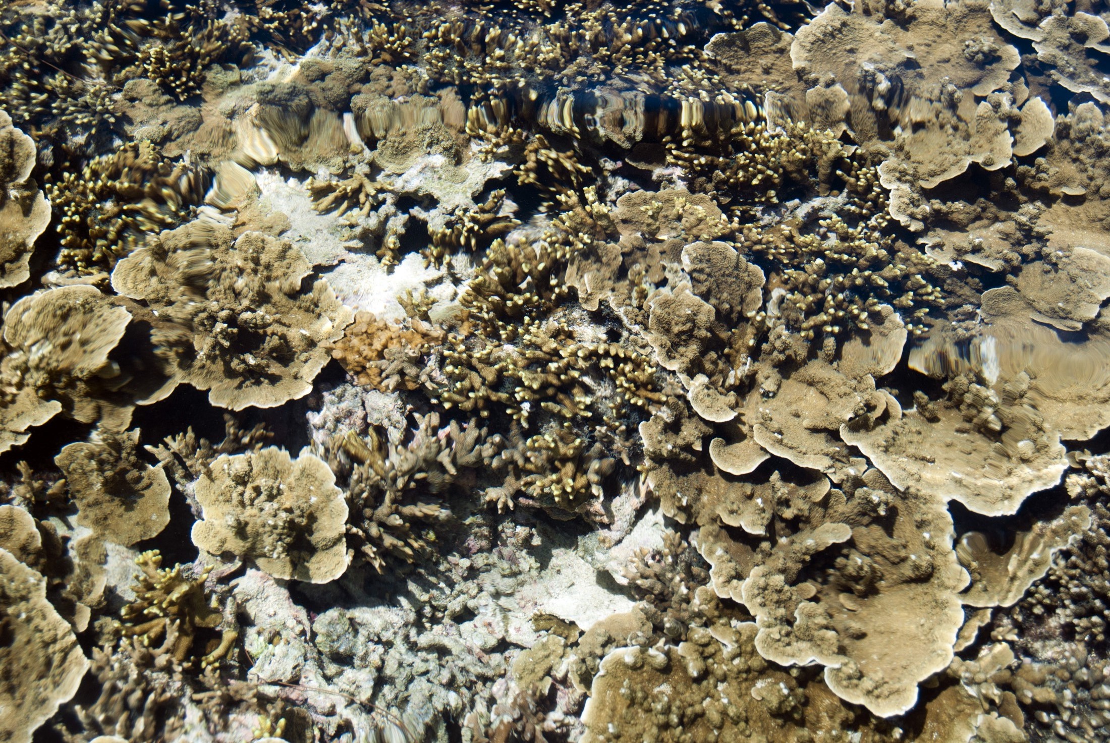 an image of View of a coral reef in shallow water off Fiji with sponges, coral and other marine life