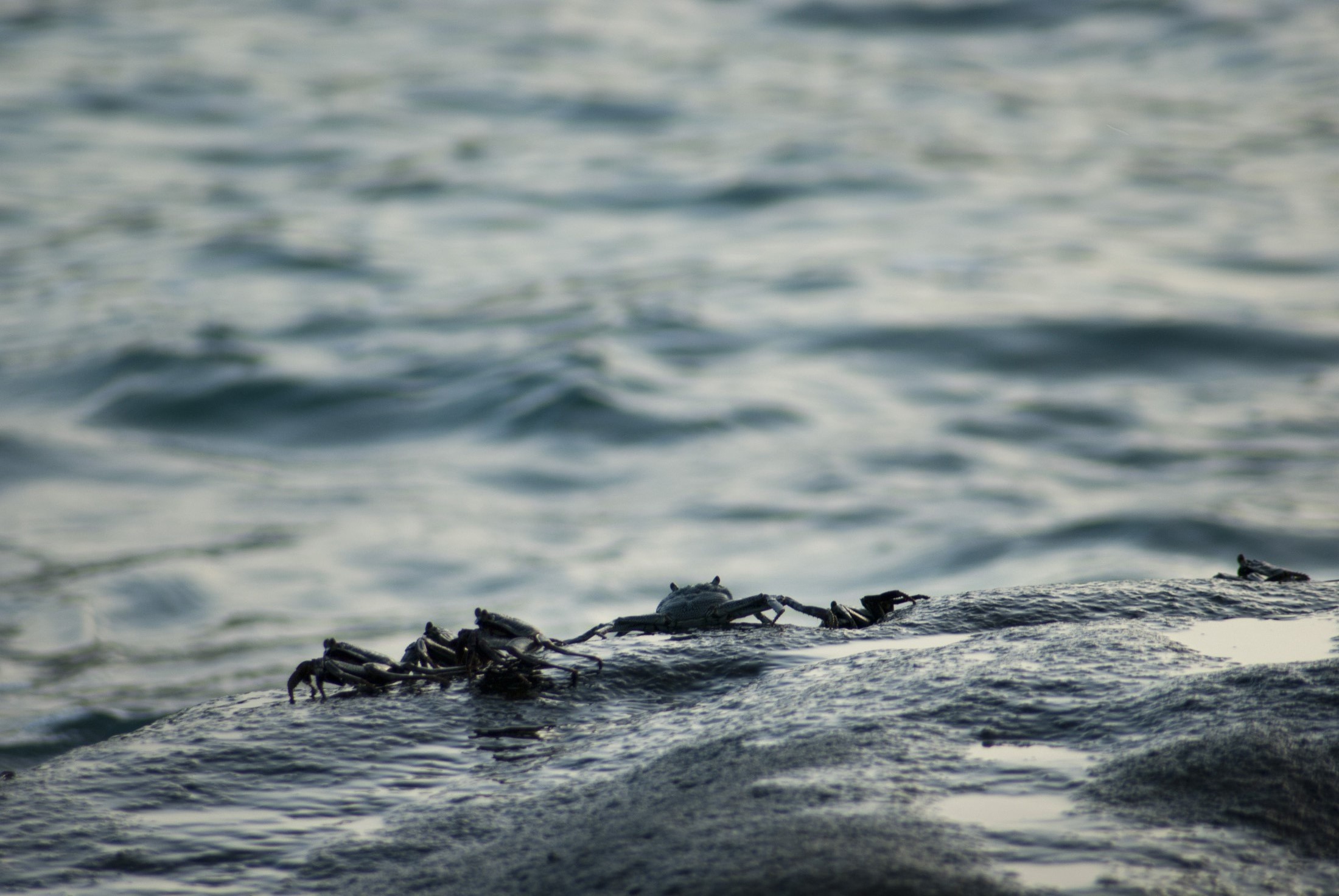 an image of Small marine crabs on a rock alongside the surf where they live in the intertidal zone
