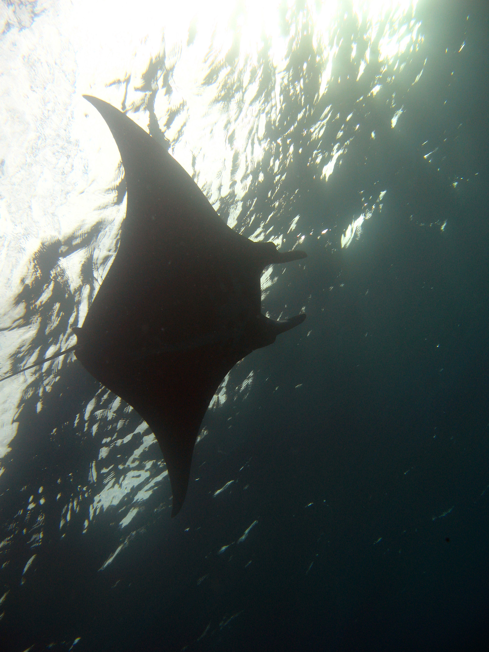 an image of Large Manta ray swimming overhead in the ocean as it goes on its way feeding on plankton